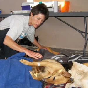 KAPS Chairperson Colette Teale comforting recovering dogs after surgery at a free veterinary clinic.
